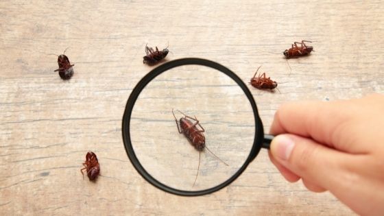 Eliminating Cockroach Infestations at Home