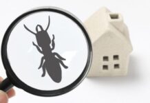 Homeowner's Guide to the Dos and Don'ts of Pest Control