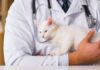 Cat Health and Safety - Basic Tips and Tricks for Cat Owners