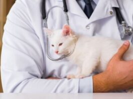 Cat Health and Safety - Basic Tips and Tricks for Cat Owners