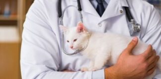 Cat Health and Safety - Basic Tips and Tricks for Cat Owners