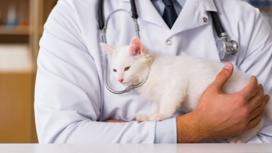 Cat Health and Safety - Basic Tips and Tricks for Cat Owners