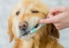 How to Keep Your Pets Teeth Healthy