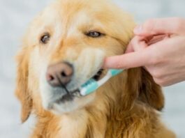 How to Keep Your Pets Teeth Healthy