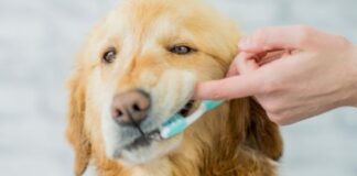 How to Keep Your Pets Teeth Healthy
