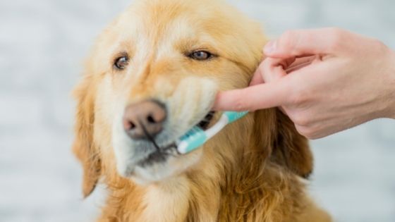 How to Keep Your Pets Teeth Healthy