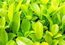 This Aromatic Leaf Plant is a Blessing For Many Issues