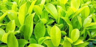 This Aromatic Leaf Plant is a Blessing For Many Issues