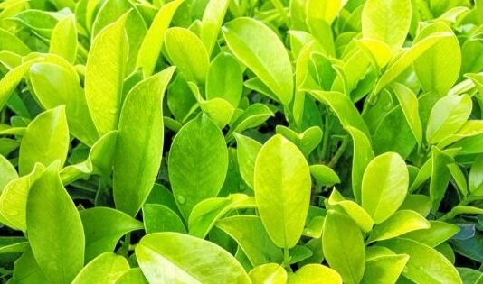 This Aromatic Leaf Plant is a Blessing For Many Issues
