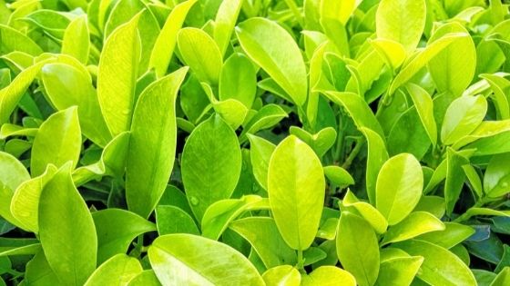 This Aromatic Leaf Plant is a Blessing For Many Issues