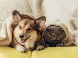 Key Questions to Ask Yourself Before Getting a Pet