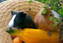 A Comprehensive Guide to Keeping Guinea Pigs