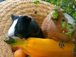 A Comprehensive Guide to Keeping Guinea Pigs