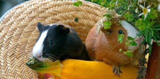 A Comprehensive Guide to Keeping Guinea Pigs