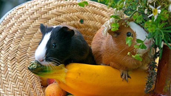 A Comprehensive Guide to Keeping Guinea Pigs