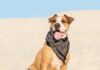 Guide to Dog Custom Bandanas for Travel: What You Need to Know