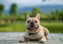 What you Need to Know About French Bulldogs