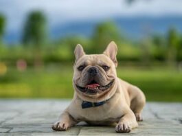 What you Need to Know About French Bulldogs