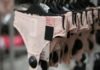 5 Types of Panties for Women: Different Panty Styles & Types