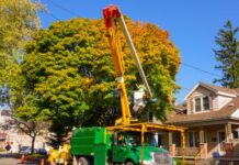 the top reasons why australians might want to have a tree removed