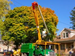 the top reasons why australians might want to have a tree removed