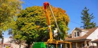 the top reasons why australians might want to have a tree removed