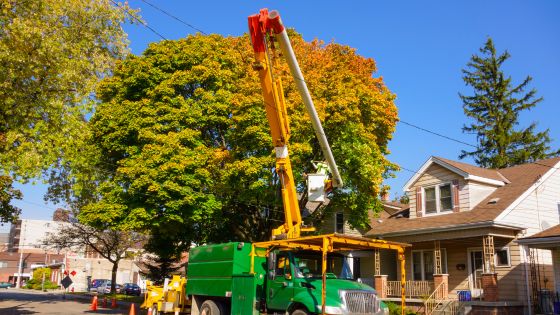 the top reasons why australians might want to have a tree removed