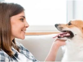 understanding your pets mouth