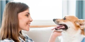 understanding your pets mouth