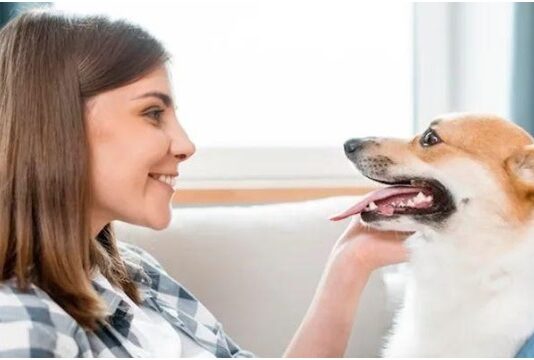 understanding your pets mouth