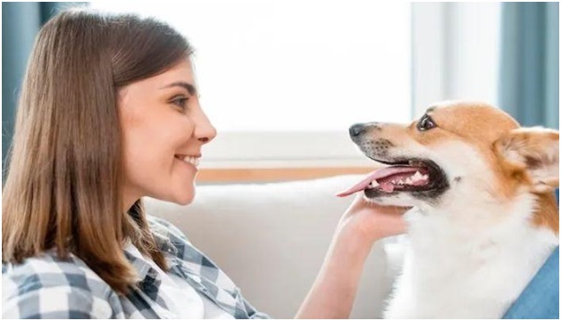 understanding your pets mouth